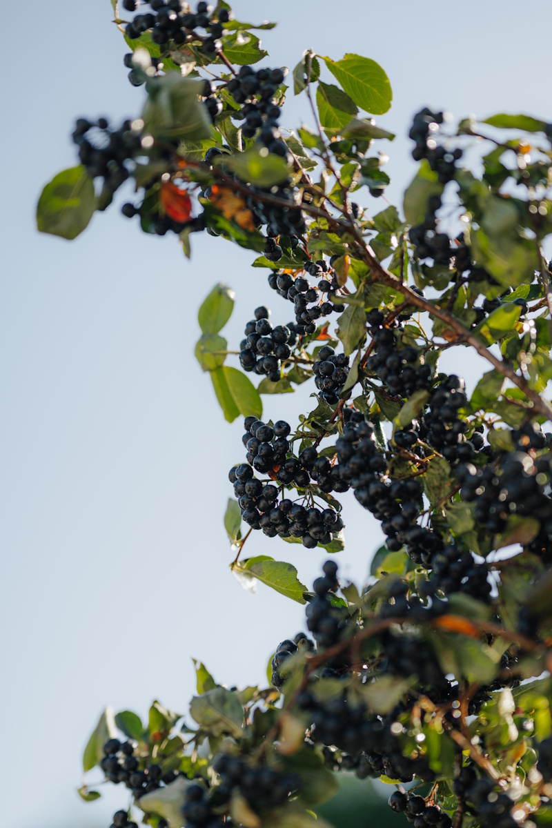 Reife Aroniabeeren Reife Aroniabeeren